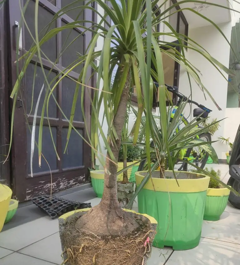 Why Does My Ponytail Palm Have Brown Tips