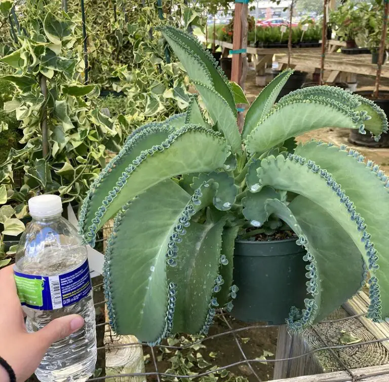 mother of thousands care