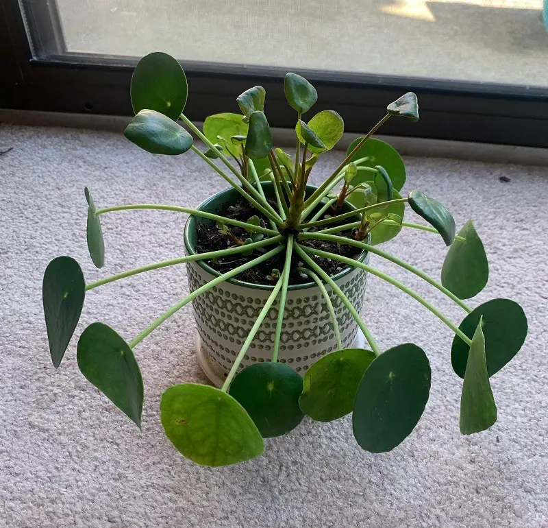 Why Is My Pilea Drooping
