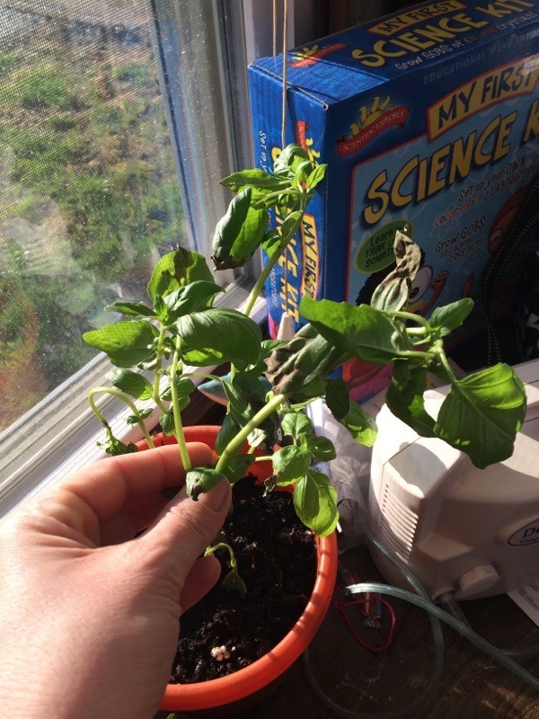 Why Are My Basil Leaves Curling