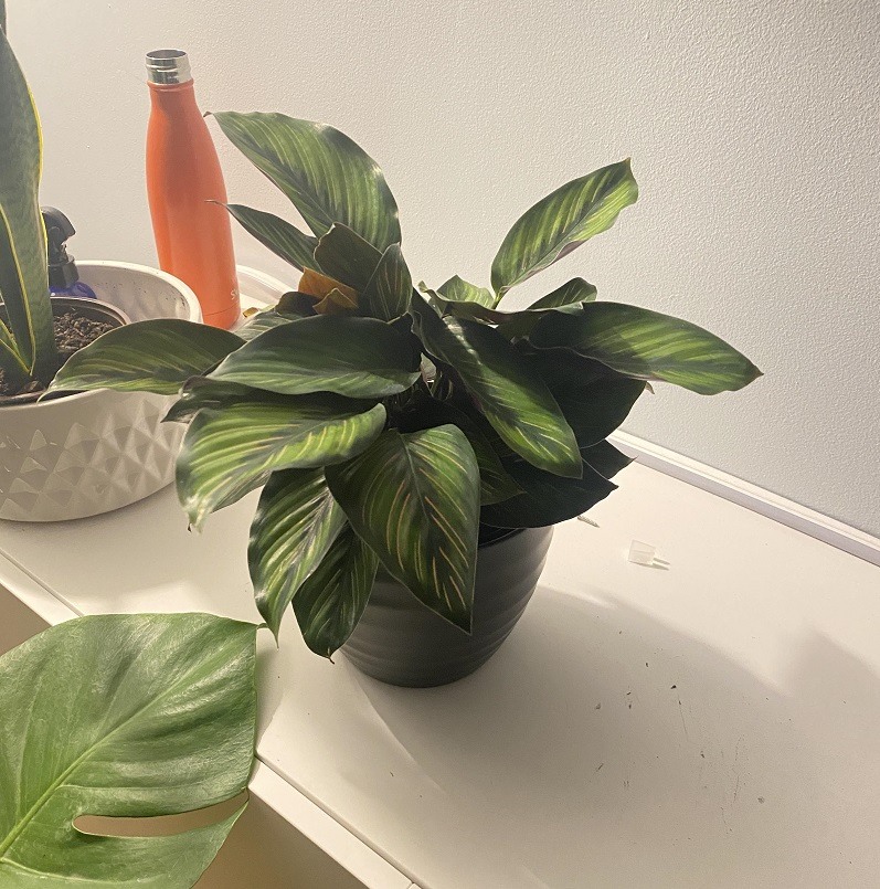 Calathea Ornata Care How To Care For Pinstripe Plant Pat Garden