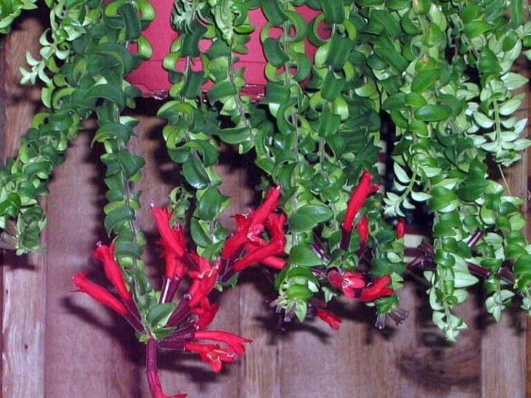 Lipstick Plant Care How to Care for Lipstick Plant Pat Garden