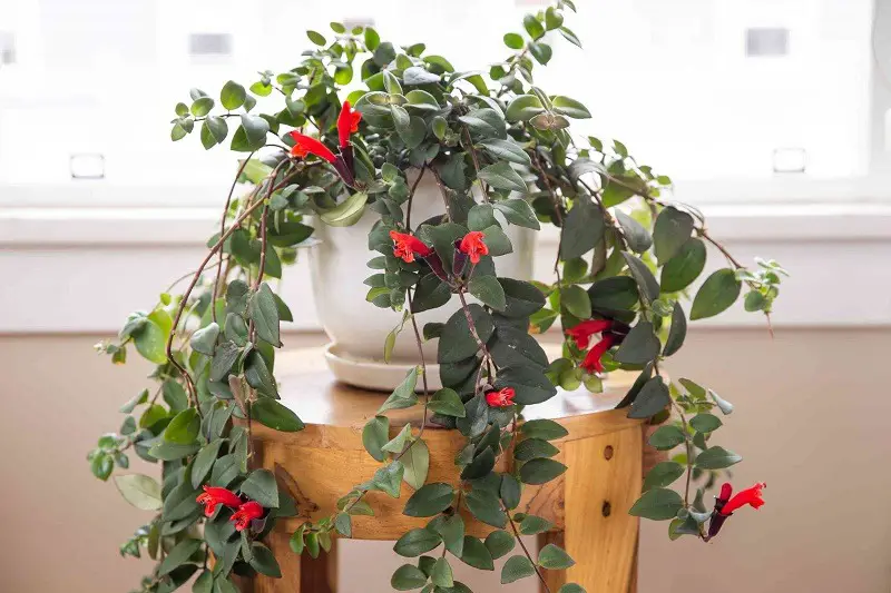 Lipstick Plant Care: How to Care for Lipstick Plant