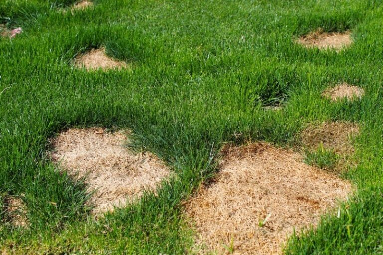 How to Remove Dead Grass from Lawn