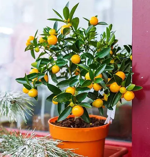 Indoor Orange Tree Care