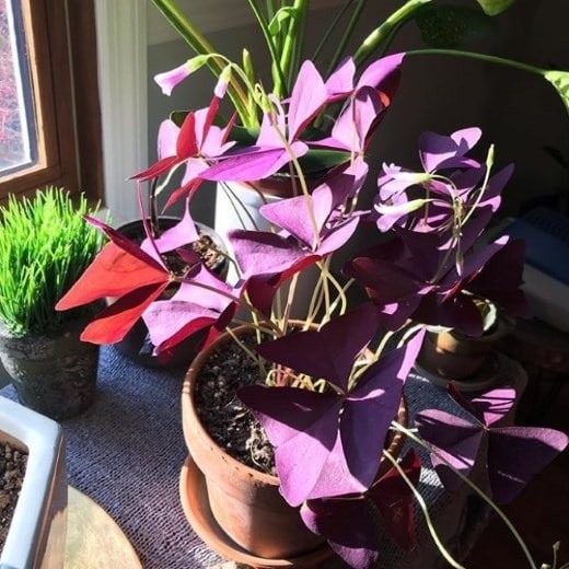 Oxalis Triangularis Care