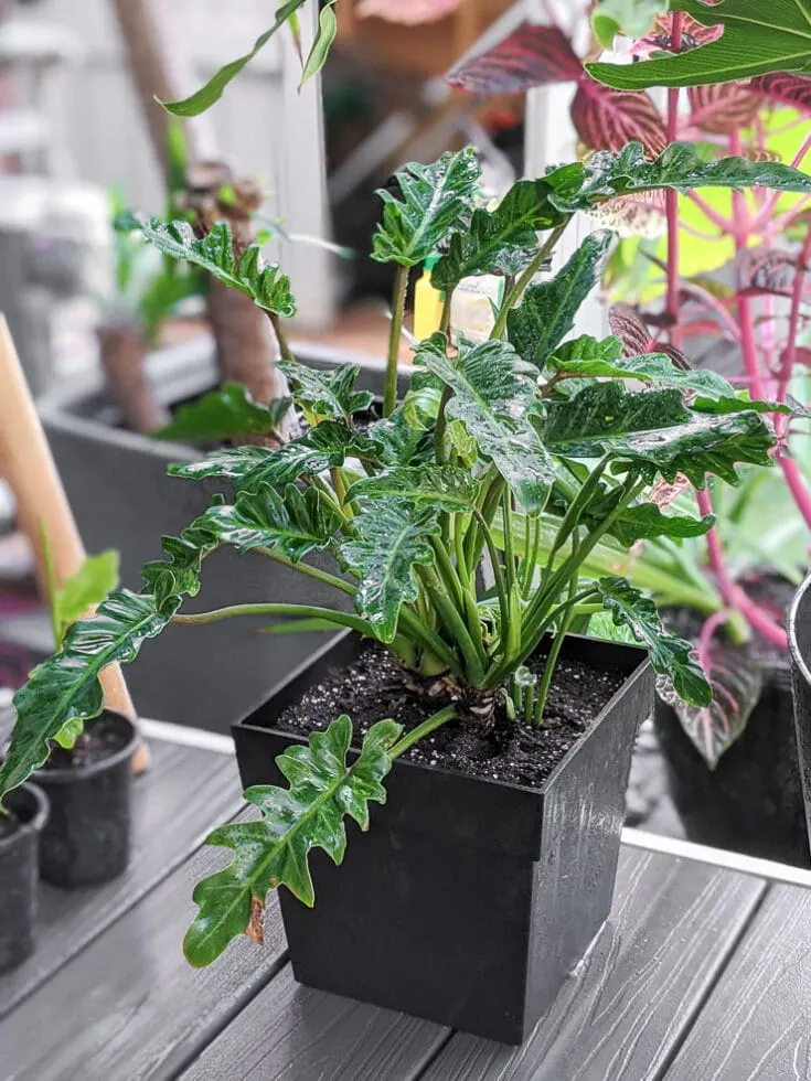 philodendron Xanadu Care