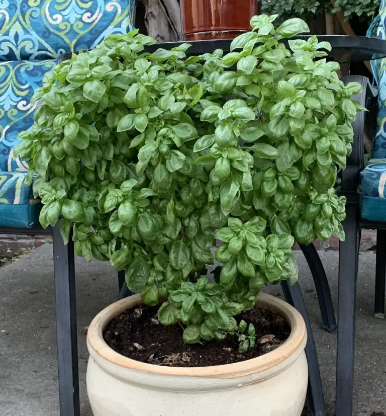 Why Are My Basil Leaves Turning White