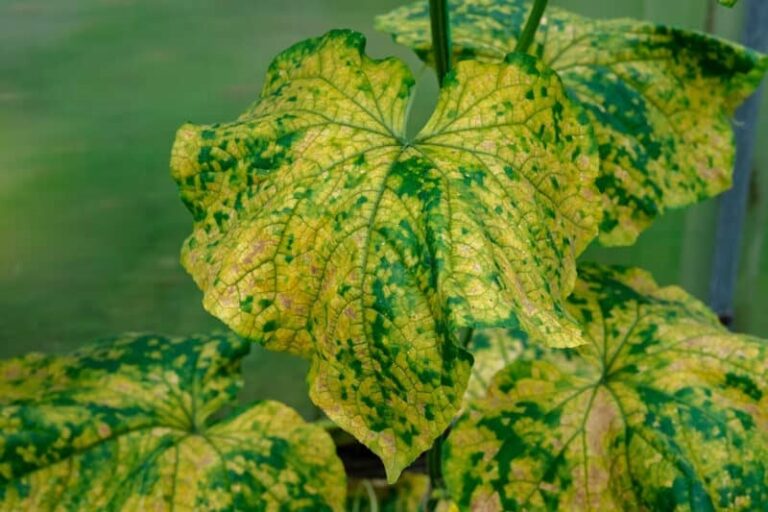 Why Are My Cucumber Leaves Turning Yellow? (Quick Fixing Tips) Pat Garden
