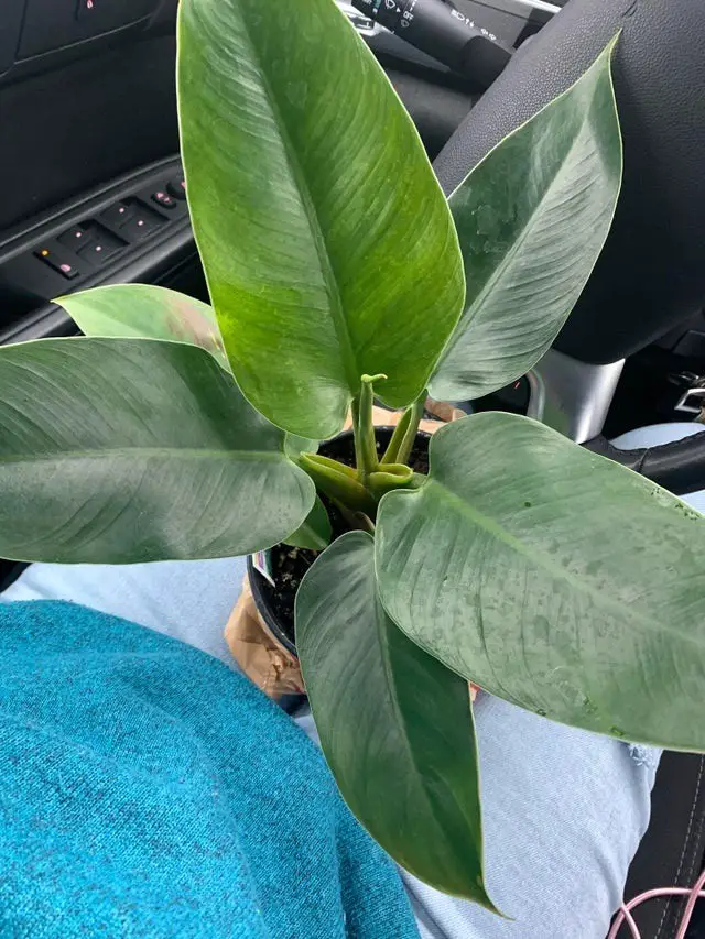 Philodendron Imperial Green Care