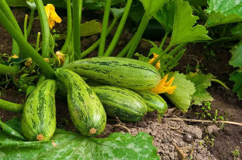 Why Are My Squash Leaves Turning Yellow Causes Solutions Pat Garden