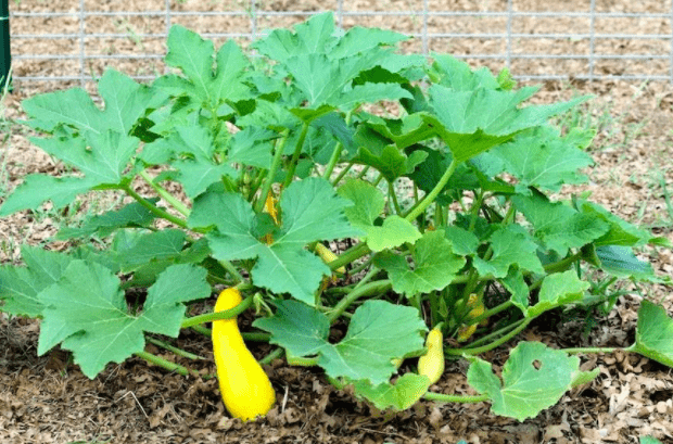 Squash Plant Turning Yellow 