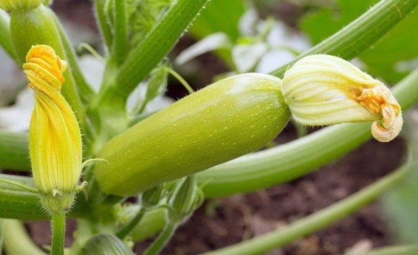 zucchini leaves turning yellow