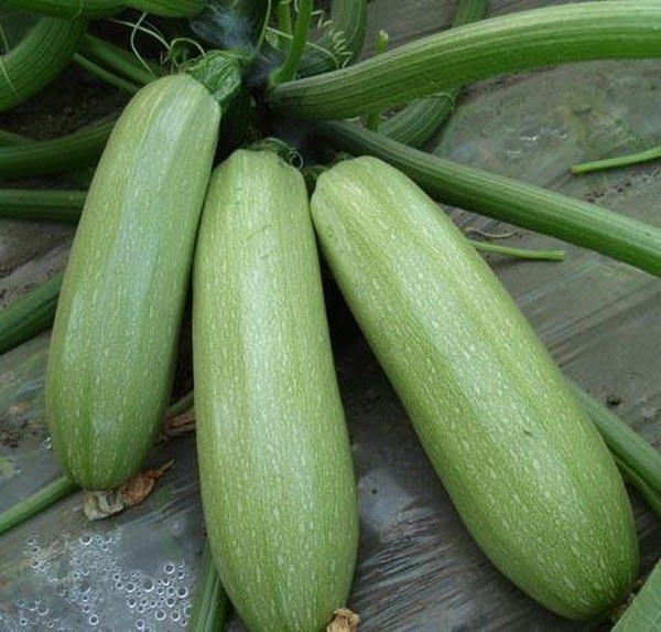 why-are-my-zucchini-leaves-turning-yellow-causes-solutions-pat