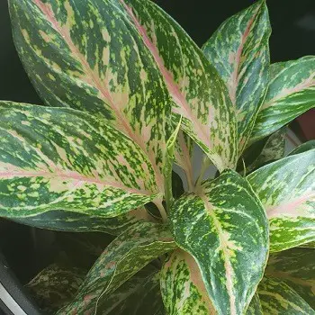 Red Aglaonema: Chinese Evergreen Plants with Red or Pink Leaves - Pat ...