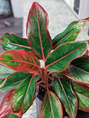 red aglaonema