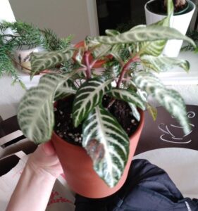 Why Are There Brown Spots on the Leaves of My Zebra Plant? - Pat Garden