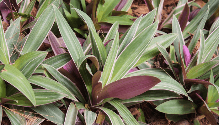 Rhoeo Oyster leaves turning yellow