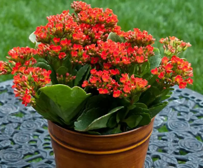 Why Is My Kalanchoe Plant not Flowering