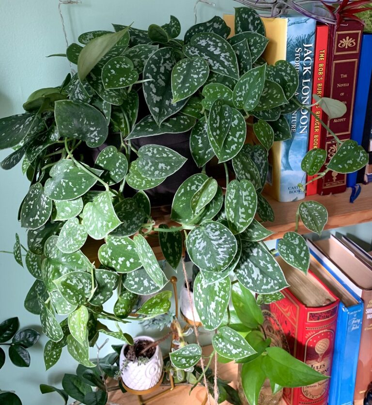 Satin Pothos Care How to Care for Scindapsus Pictus Pat Garden