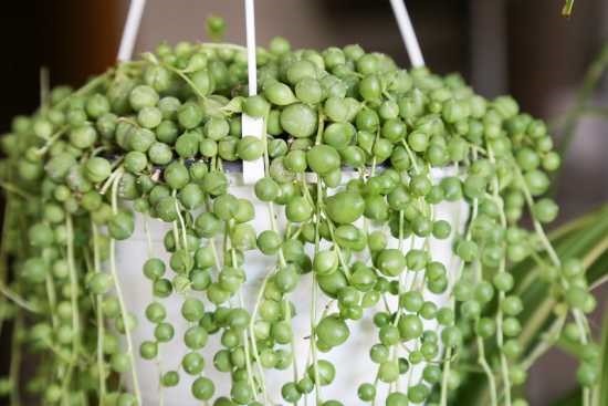 Why Is My String of Pearls Dying