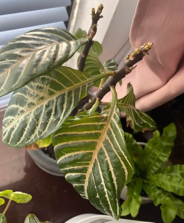 why are the leaves on my zebra plant crispy