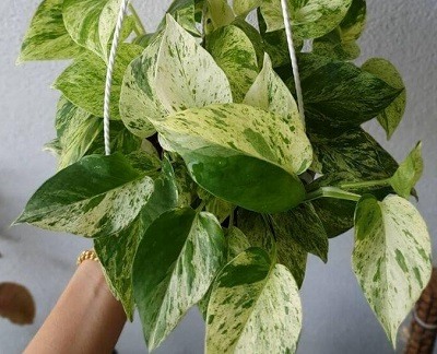 Pothos Varieties