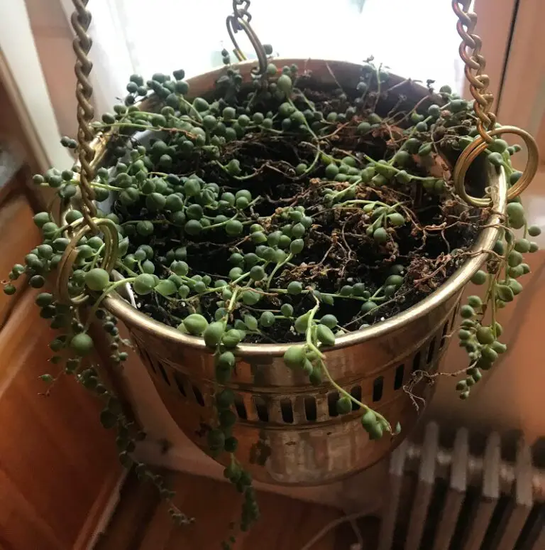 Why Is My String of Pearls Turning Brown