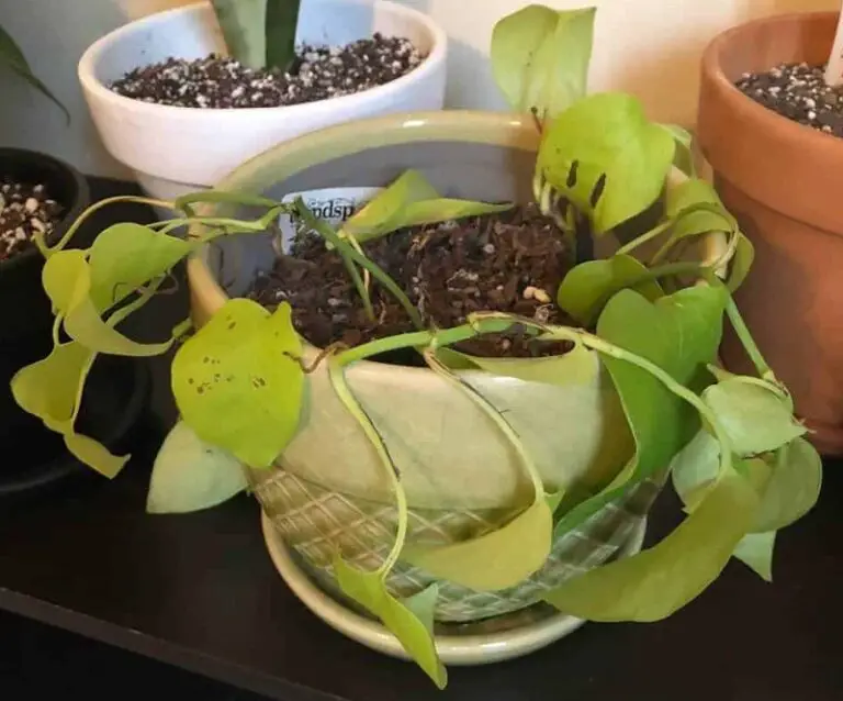 how to save overwatered pothos