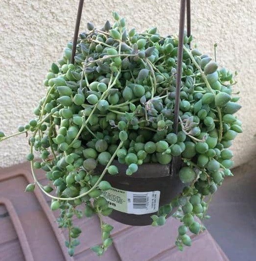 string of pearls turning black