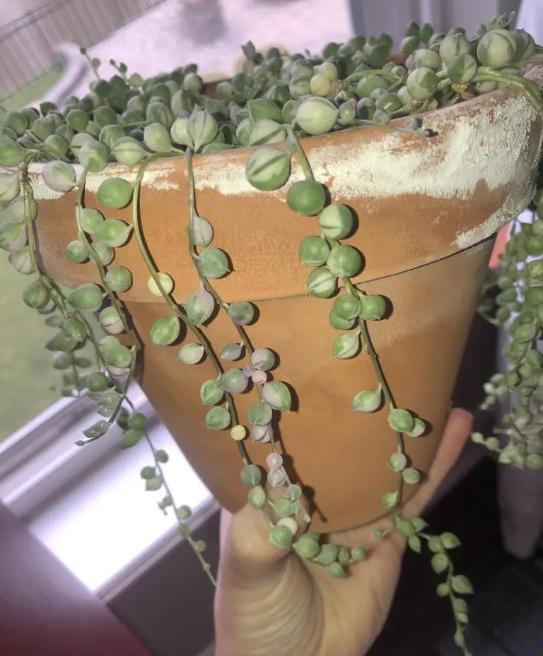Why Is My String of Pearls Turning Purple? - Pat Garden