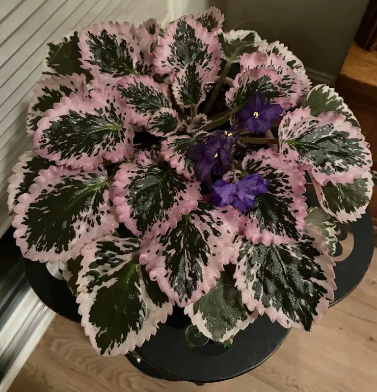How to Care for African Violet