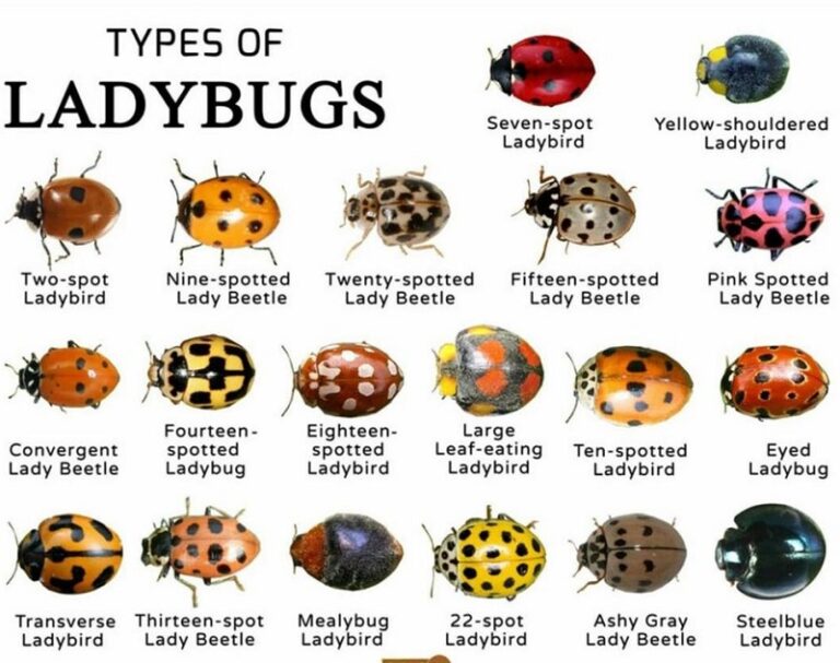 Different Types of Ladybugs