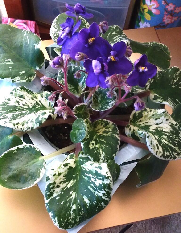 How to Care for African Violet (InDepth Guide) Pat Garden
