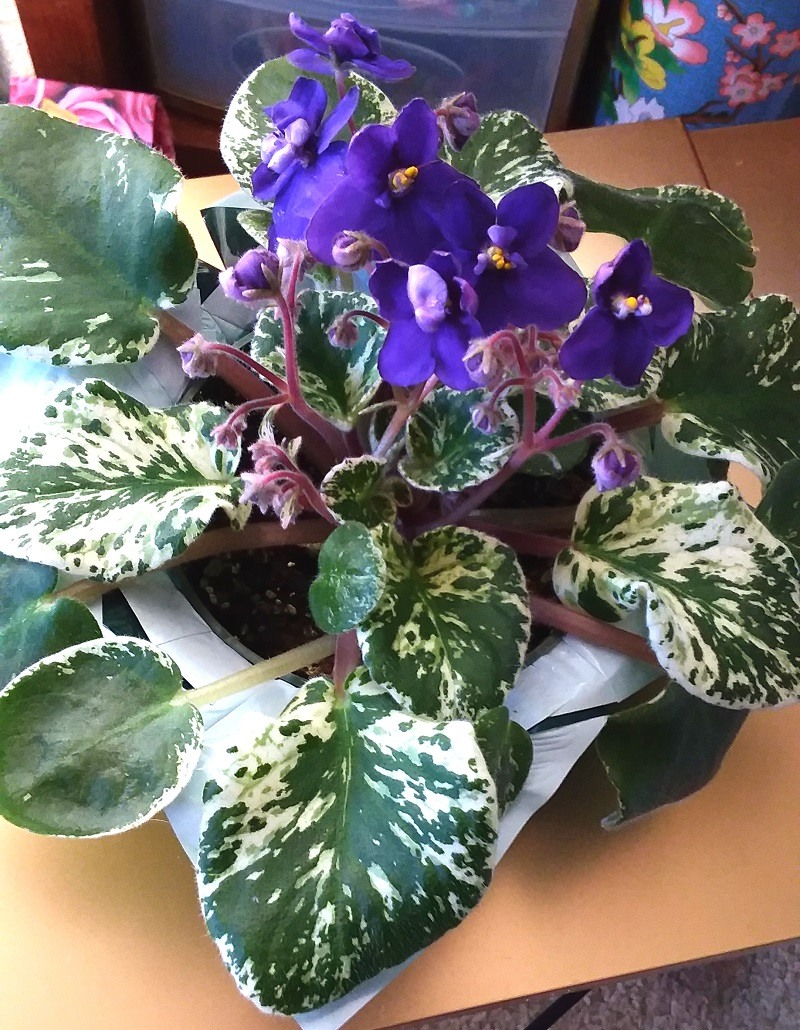 How to Care for African Violet (InDepth Guide) Pat Garden