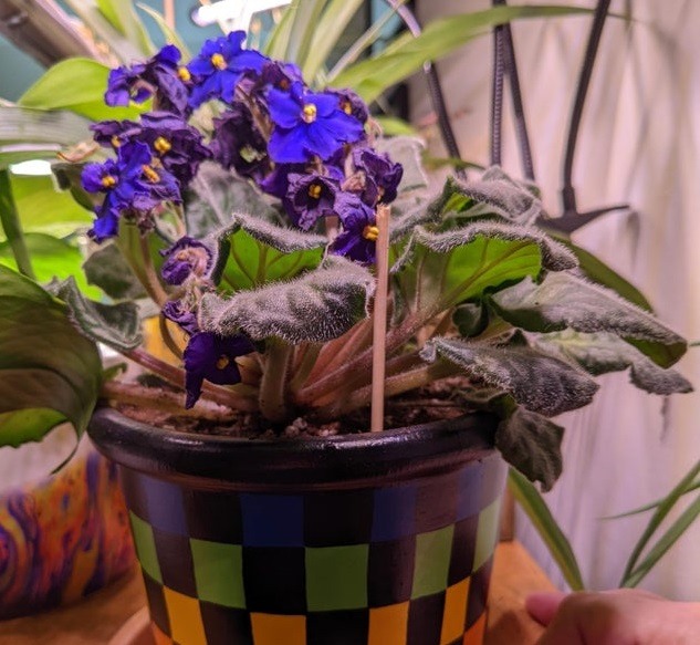 African Violet Leaves Curling Causes And Solutions Pat Garden 