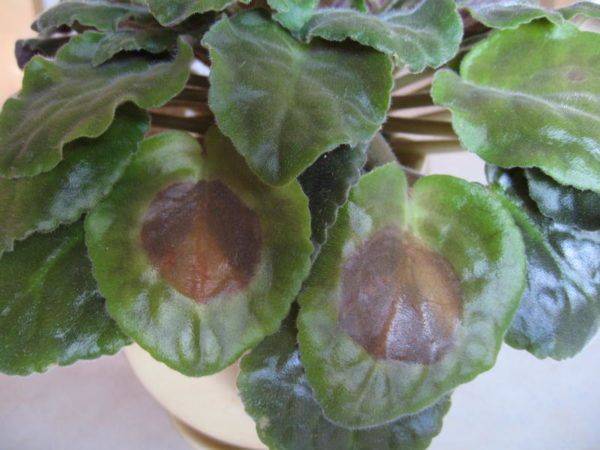 African Violet Leaves Turning Brown