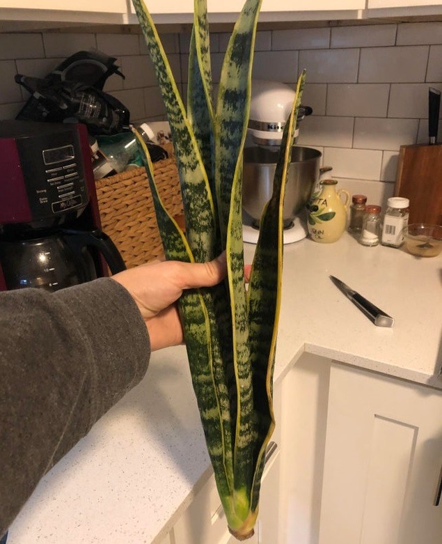 snake plant propagation