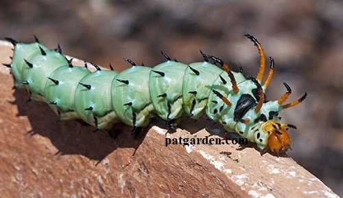 Types of Black and Orange Caterpillars