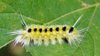 yellow larvae identification