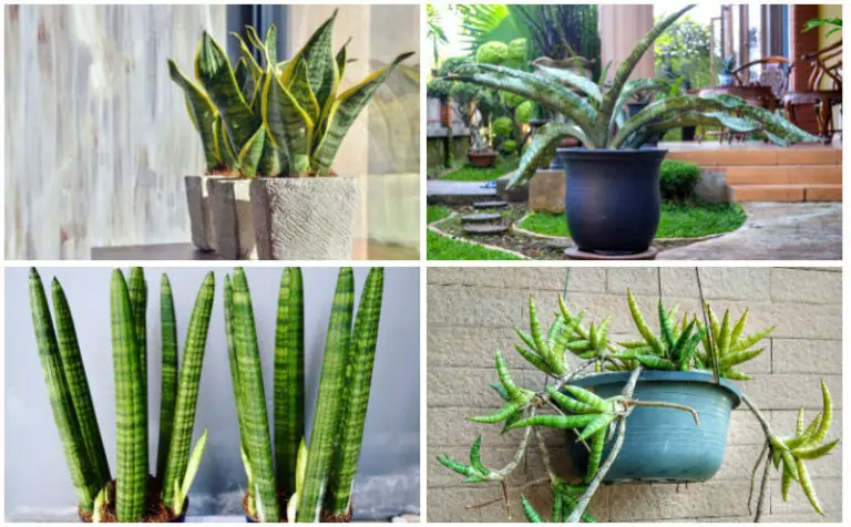 20 Dwarf Snake Plant Varieties with Pictures