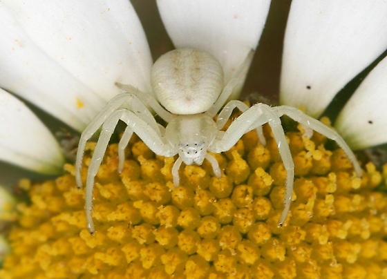 Types of White Spiders