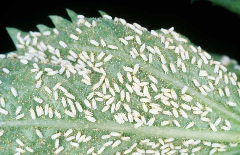 White Mites