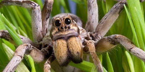 deadliest spider in the world