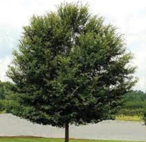 18 Types of Elm Trees with Their Bark and Leaves - Pat Garden