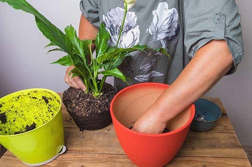 Why Does My Peace Lily Have Brown Leaf Tips