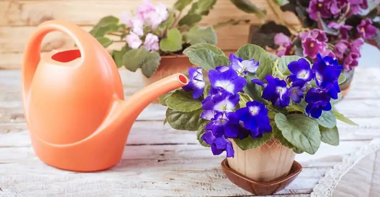 How Often Do You Water An African Violet