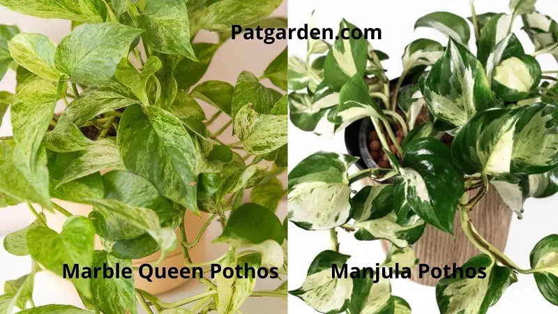 Manjula Pothos Vs Marble Queen (Differences & Similarities)