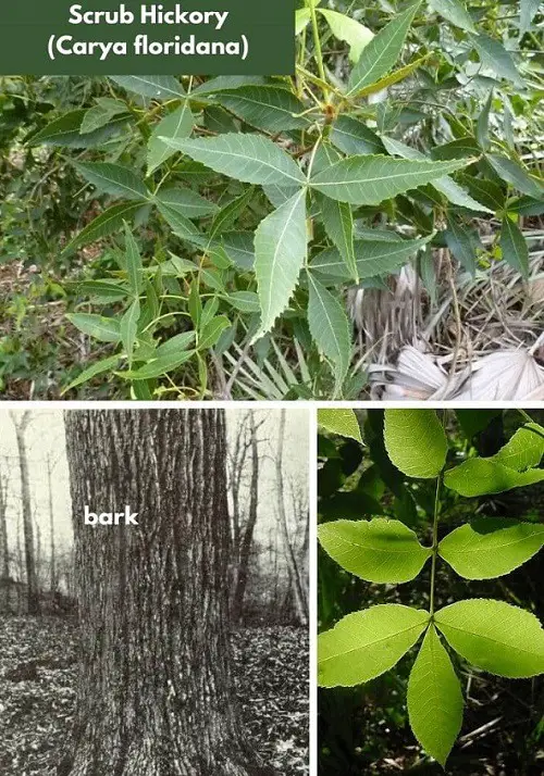 Types of Hickory Trees