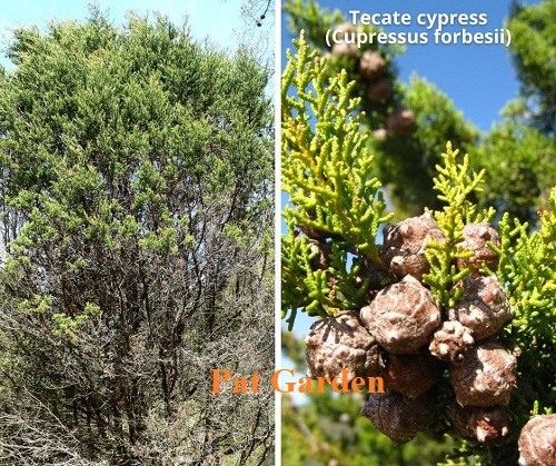 types of cypress trees